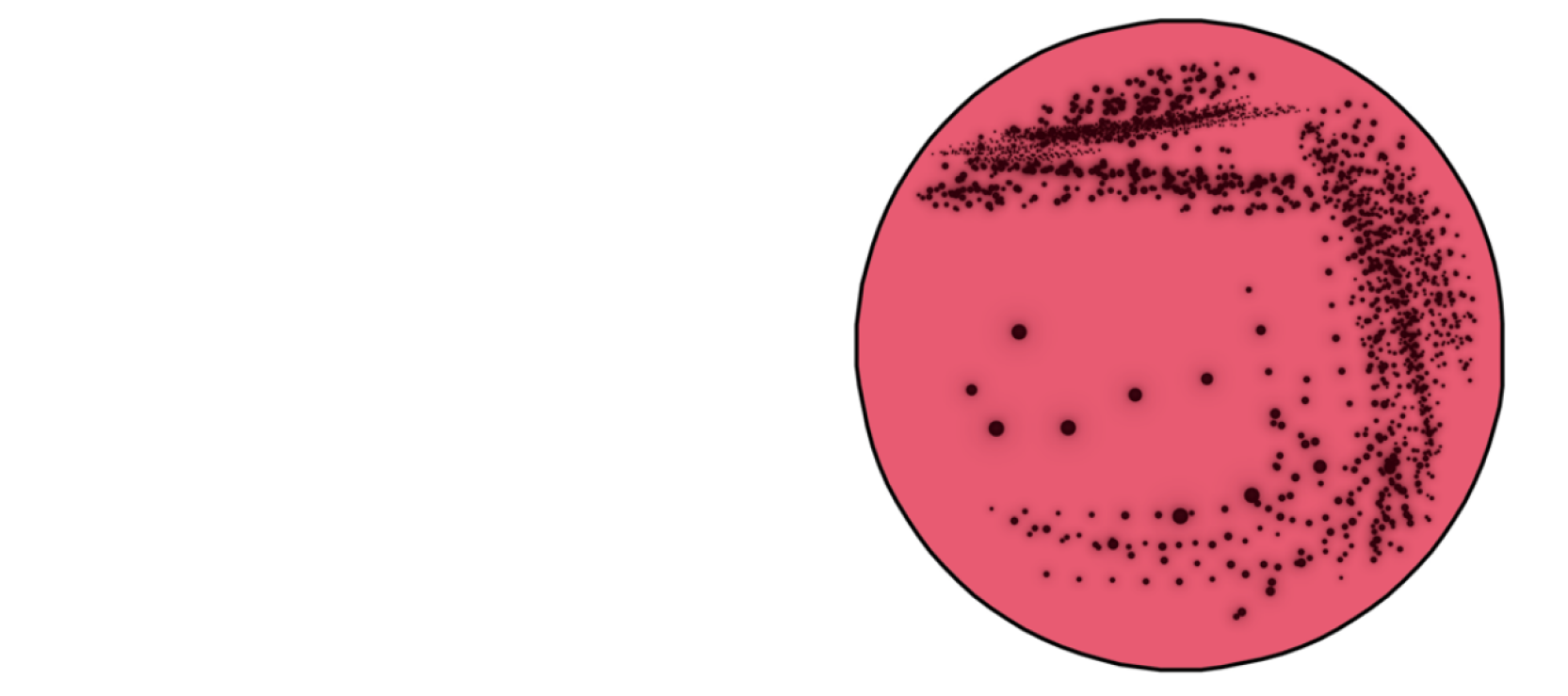Тест-пластина Salmonella, фото №35